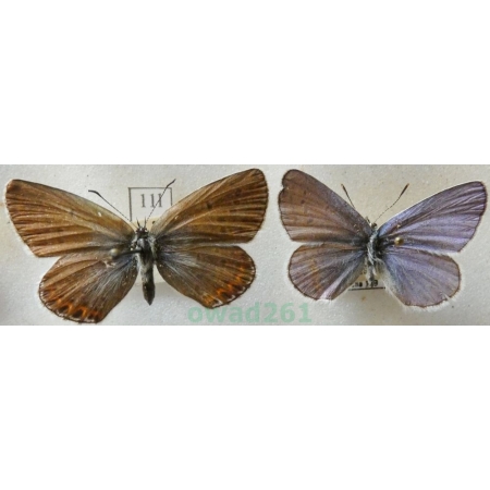 Plebejus argyrognomon (Bergsträsser, 1779) pair Modraszek srebroplamek Czech11l